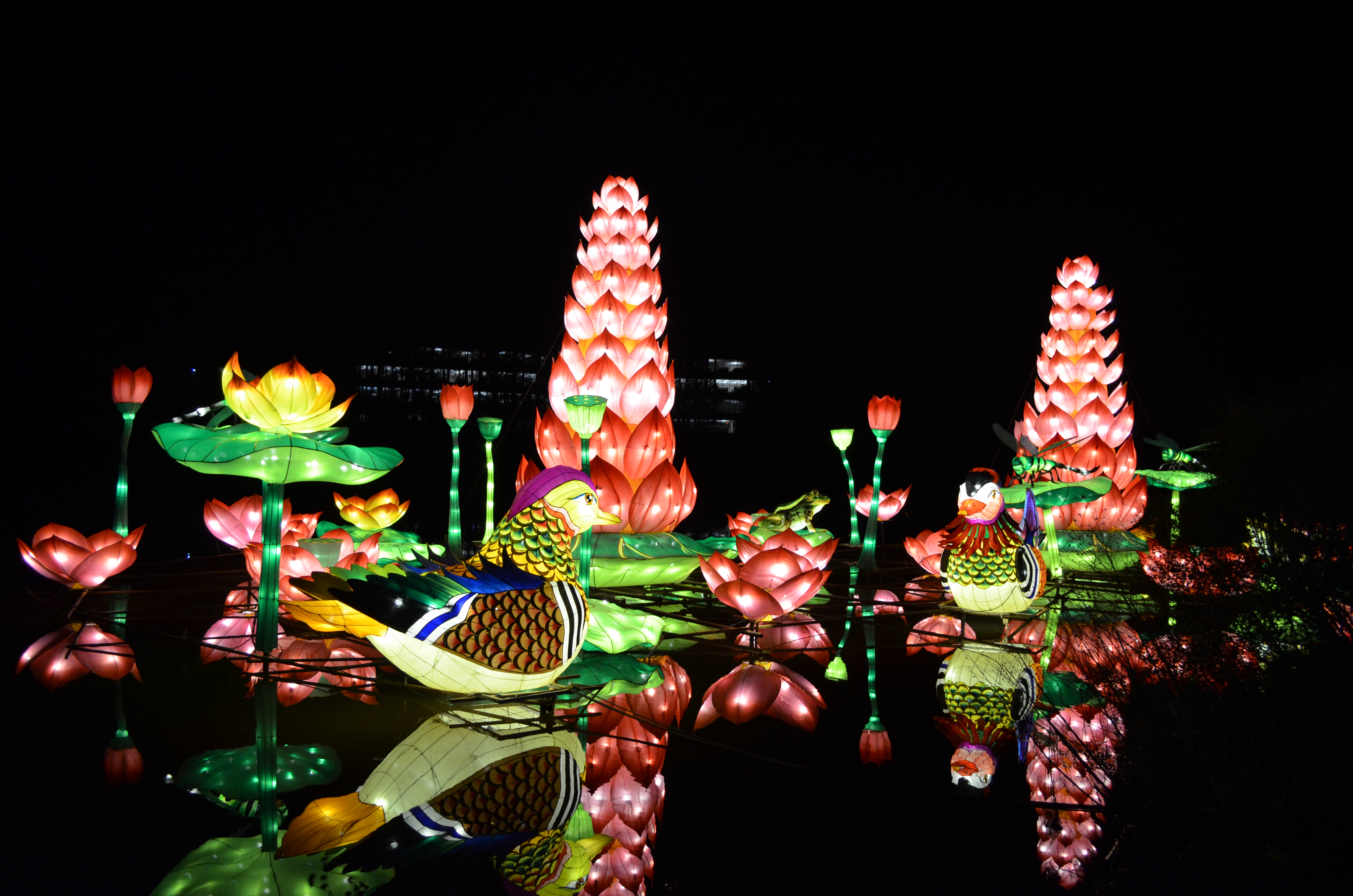 ./2015/33 - Chinese Lantern Festival/DSC_0635.JPG